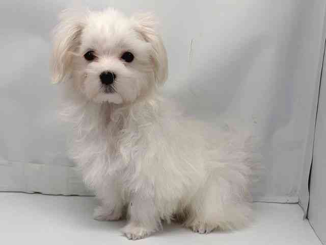 京都府のマルチーズ (ひごペットフレンドリー洛北阪急スクエア店/2025年10月4日生まれ/男の子/ホワイト)の子犬の3枚目の画像