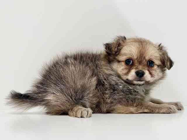 奈良県のポメチワ/チワポメ/ポメチー(ポメラニアン×チワワ) (ひごペットフレンドリーイオンモール橿原ウエスト・ビレッジ店/2025年10月5日生まれ/女の子/オレンジ)の子犬の3枚目の画像