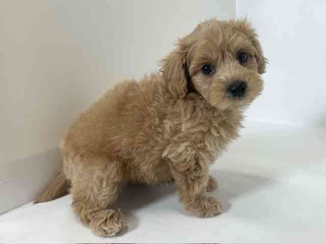 大阪府のハーフ犬・ミックス犬 (ひごペットフレンドリーアクロスプラザ住之江店/2025年10月3日生まれ/男の子/アプリコット)の子犬の3枚目の画像