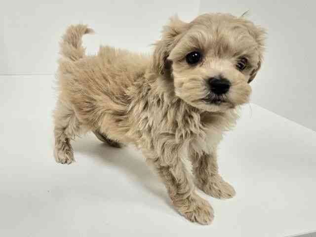 愛知県のマルプー(マルチーズ×プードル) (ひごペットフレンドリーイトーヨーカドー知多店/2025年10月5日生まれ/男の子/アプリコット)の子犬の3枚目の画像
