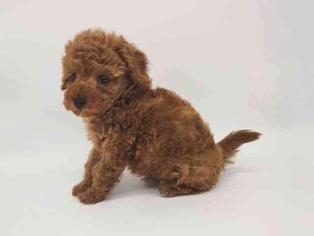 大阪府のトイプードル(トイ) (ひごペットフレンドリー泉ヶ丘店/2025年10月3日生まれ/男の子/レッド)の子犬の3枚目の画像