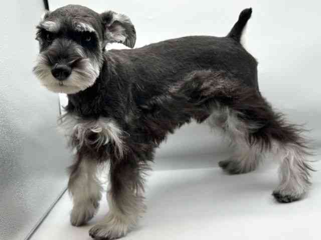 香川県のミニチュアシュナウザー (ひごペットフレンドリーゆめタウン高松店/2025年10月1日生まれ/男の子/ソルトペッパー)の子犬の3枚目の画像