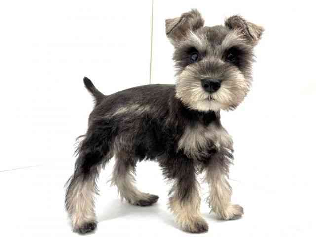 大阪府のミニチュアシュナウザー (ひごペットフレンドリーイオンタウン茨木太田店/2025年10月1日生まれ/男の子/ソルトペッパー)の子犬の3枚目の画像