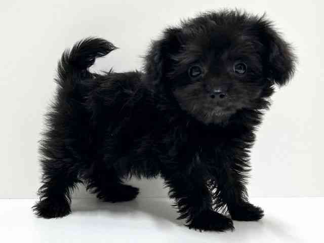 愛知県のハーフ犬・ミックス犬 (ひごペットフレンドリーららぽーと名古屋みなとアクルス店/2025年10月1日生まれ/女の子/ブラック)の子犬の3枚目の画像