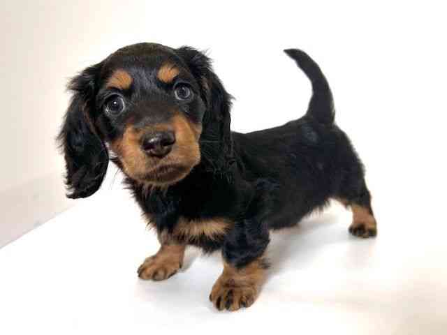 大阪府のミニチュアダックスフンド(ロング) (ひごペットフレンドリーアクロスプラザ住之江店/2025年10月3日生まれ/男の子/ブラックタン)の子犬の3枚目の画像