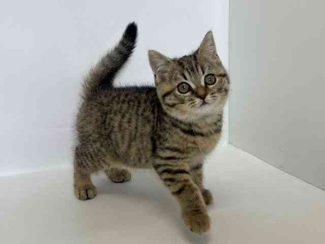 大阪府のスコティッシュフォールド (ひごペットフレンドリーアクロスプラザ住之江店/2025年9月29日生まれ/男の子/ブラウンタビー)の子猫の3枚目の画像
