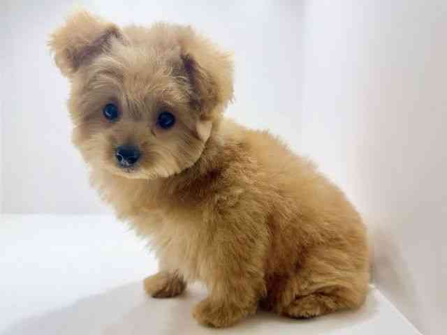 広島県のハーフ犬・ミックス犬 (ひごペットフレンドリーフジグラン神辺店/2025年10月5日生まれ/男の子/クリーム)の子犬の3枚目の画像