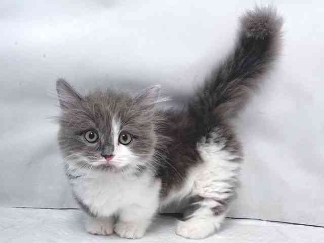 大阪府のミヌエット (ひごペットフレンドリー堺プラットプラット店/2025年10月5日生まれ/男の子/ブルーホワイト)の子猫の3枚目の画像