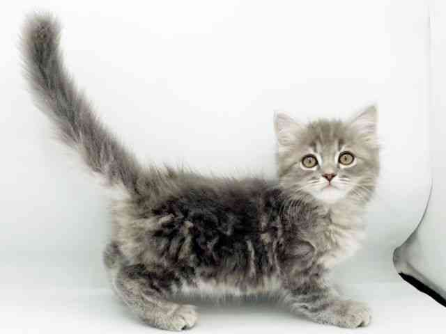 兵庫県のミヌエット (ひごペットフレンドリーコロワ甲子園店/2025年10月5日生まれ/男の子/ブルータビー)の子猫の3枚目の画像