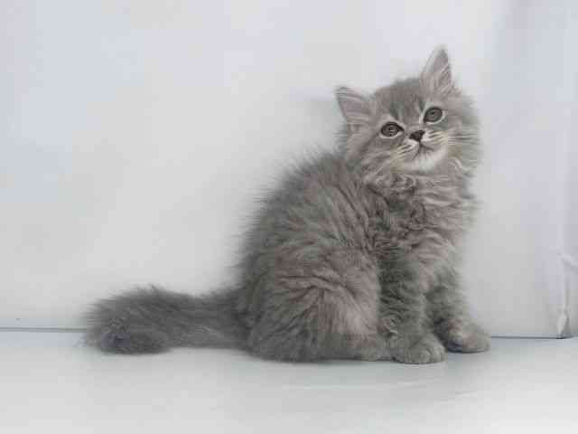 兵庫県のスコティッシュフォールド (ひごペットフレンドリーイオンタウン加古川店/2025年9月28日生まれ/女の子/ブルータビー)の子猫の3枚目の画像