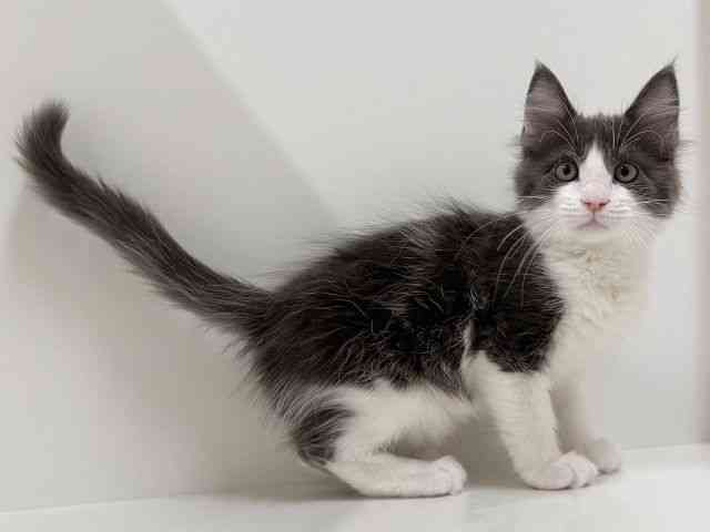 奈良県のメインクーン (ひごペットフレンドリーイオンモール橿原ウエスト・ビレッジ店/2025年10月4日生まれ/男の子/ブルータビーホワイト)の子猫の3枚目の画像