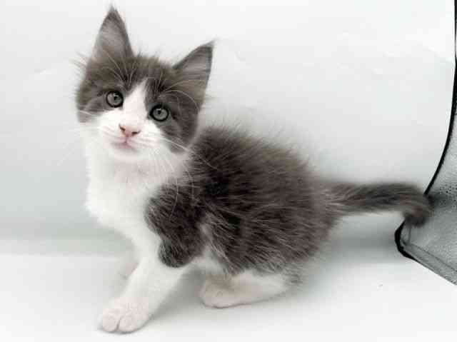 奈良県のメインクーン (ひごペットフレンドリーイオンモール橿原ウエスト・ビレッジ店/2025年10月4日生まれ/男の子/ブルータビーホワイト)の子猫の3枚目の画像