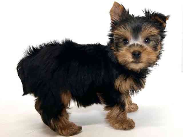 大阪府のヨークシャーテリア (ひごペットフレンドリーアクロスプラザ住之江店/2025年10月4日生まれ/女の子/スチールブルータン)の子犬の3枚目の画像