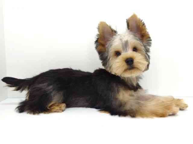 大阪府のヨークシャーテリア (ひごペットフレンドリーいこらもーる泉佐野店/2025年10月4日生まれ/女の子/スチールブルータン)の子犬の3枚目の画像