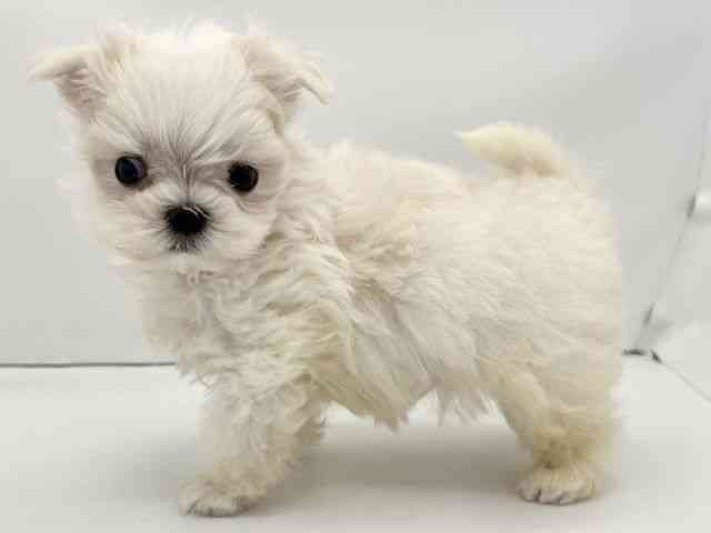 兵庫県のマルチーズ (ひごペットフレンドリークラウンパーク伊丹店/2025年10月2日生まれ/男の子/ホワイト)の子犬の3枚目の画像