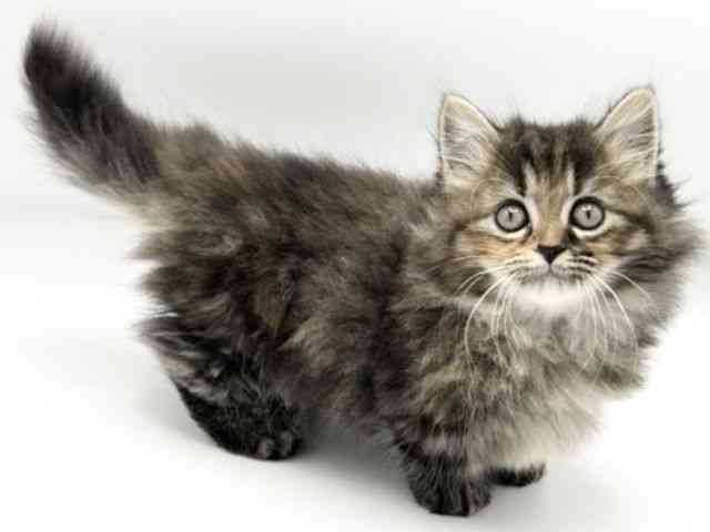 京都府のミヌエット (ひごペットフレンドリーイオンモール高の原店/2025年10月4日生まれ/女の子/ブラウンパッチドタビー)の子猫の3枚目の画像