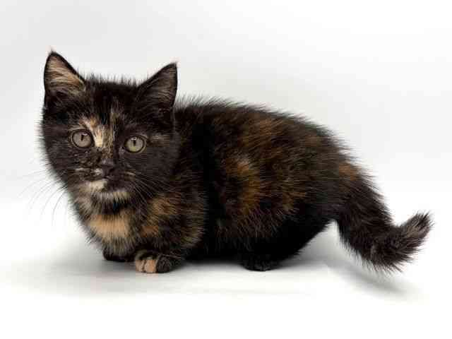 奈良県のマンチカン (ひごペットフレンドリー田原本店/2025年9月29日生まれ/女の子/トーティーシェル)の子猫の3枚目の画像