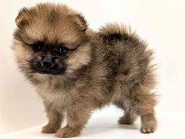 福岡県のポメラニアン (ひごペットフレンドリーリバーウォーク北九州店/2025年10月3日生まれ/男の子/オレンジ)の子犬の3枚目の画像