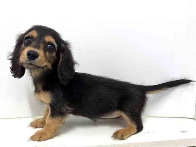 大阪府のミニチュアダックスフンド(ロング) (ひごペットフレンドリーベルファⅡ都島店/2025年10月5日生まれ/女の子/ブラックタン)の子犬の3枚目の画像