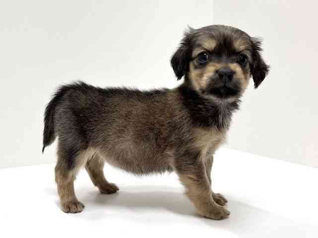 愛知県のチワックス(チワワ×ダックス) (ひごペットフレンドリーららぽーと名古屋みなとアクルス店/2025年10月4日生まれ/女の子/レッド)の子犬の3枚目の画像