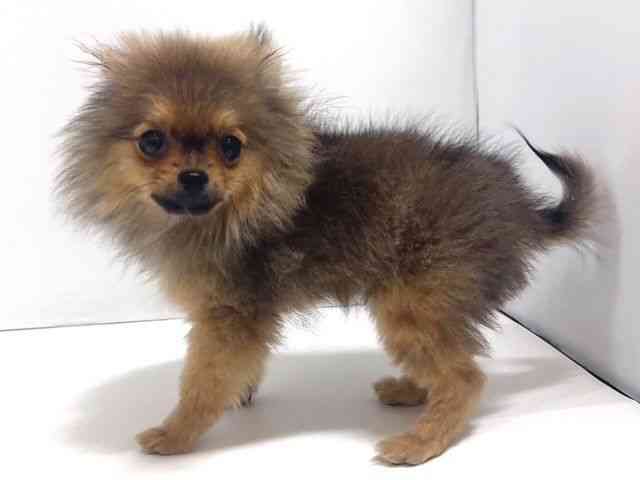 奈良県のポメラニアン (ひごペットフレンドリー奈良パワーシティ店/2025年10月2日生まれ/男の子/オレンジセーブル)の子犬の3枚目の画像