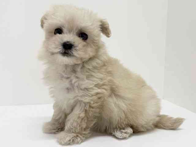 大阪府のマルプー(マルチーズ×プードル) (ひごペットフレンドリーくずはモール店/2025年10月3日生まれ/女の子/クリーム)の子犬の3枚目の画像