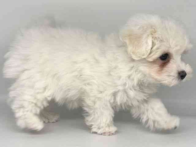 徳島県のマルプー(マルチーズ×プードル) (ひごペットフレンドリーゆめタウン徳島店/2025年10月3日生まれ/女の子/ホワイト)の子犬の3枚目の画像