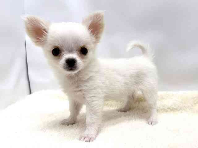 広島県のチワワ(ロング) (ひごペットフレンドリーゆめタウン廿日市店/2025年10月4日生まれ/女の子/ホワイトクリーム)の子犬の3枚目の画像