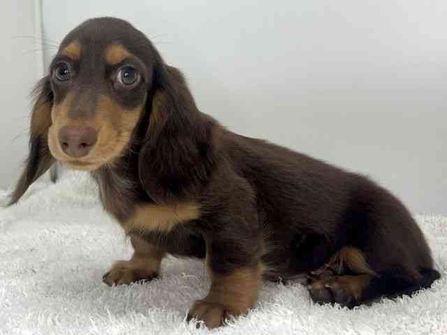 島根県のミニチュアダックスフンド(ロング) (ひごペットフレンドリーイオンモール出雲店/2025年10月2日生まれ/男の子/チョコレートタン)の子犬の3枚目の画像