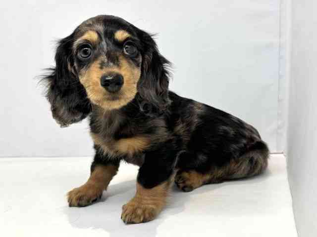 大阪府のミニチュアダックスフンド(ロング) (ひごペットフレンドリーセブンパーク天美店/2025年10月3日生まれ/男の子/シルバーダップル)の子犬の3枚目の画像