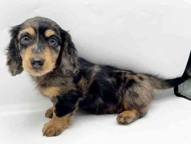 奈良県のミニチュアダックスフンド(ロング) (ひごペットフレンドリートナリエ大和高田店/2025年10月3日生まれ/男の子/シルバーダップル)の子犬の3枚目の画像