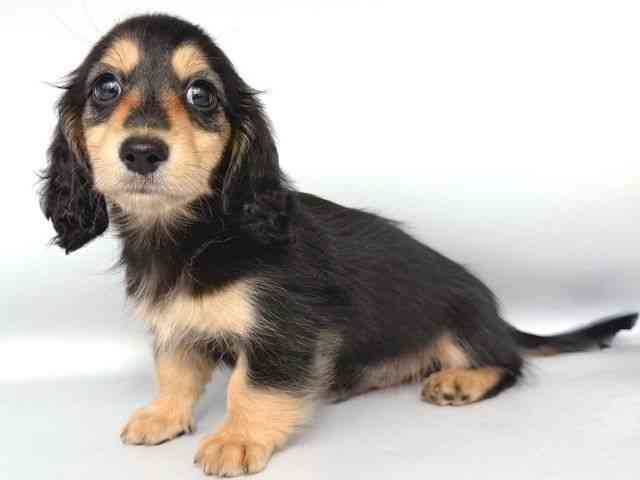 大阪府のミニチュアダックスフンド(ロング) (ひごペットフレンドリー岸和田店/2025年8月23日生まれ/男の子/ブラックイエロー)の子犬の3枚目の画像