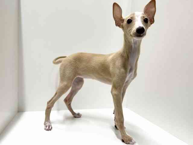 愛知県のイタリアングレーハウンド (ひごペットフレンドリーららぽーと名古屋みなとアクルス店/2025年8月21日生まれ/女の子/クリームホワイト)の子犬の3枚目の画像