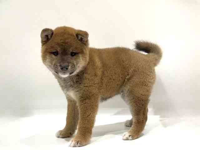 愛知県の柴犬(標準サイズ) (ひごペットフレンドリーヴィアモール アピタ江南西店/2025年9月30日生まれ/男の子/赤)の子犬の3枚目の画像