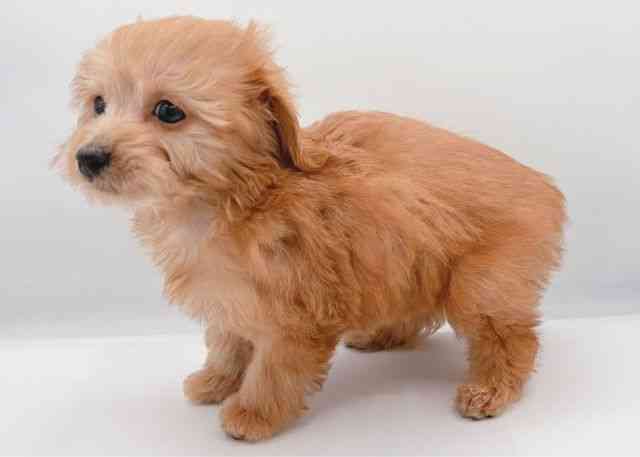 島根県のチワックス(チワワ×ダックス) (ひごペットフレンドリーイオン松江ショッピングセンター店/2025年10月1日生まれ/女の子/レッド)の子犬の3枚目の画像