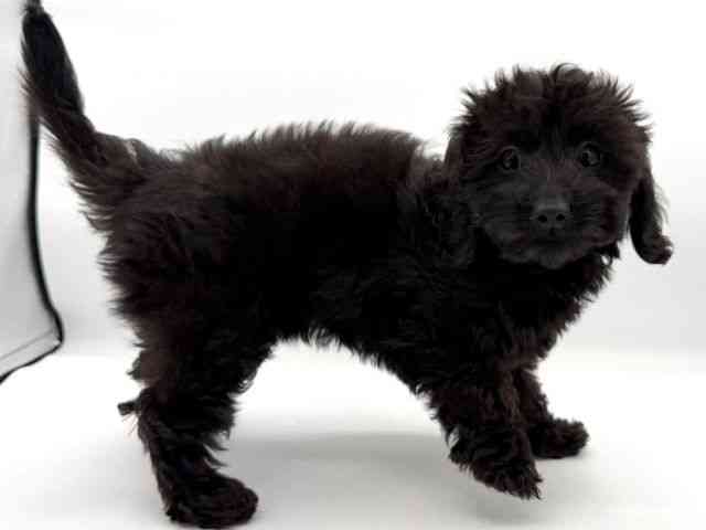 大阪府のダップー(ダックス×プードル) (ひごペットフレンドリーイオンそよら海老江店/2025年9月25日生まれ/女の子/ブリンドル)の子犬の3枚目の画像