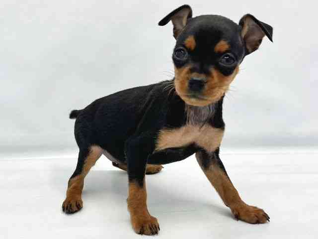 大阪府のミニチュアピンシャー (ひごペットフレンドリーイトーヨーカドー津久野店/2025年10月4日生まれ/女の子/ブラックタン)の子犬の3枚目の画像