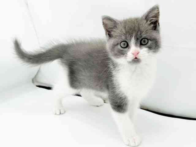 兵庫県のスコティッシュフォールド (ひごペットフレンドリーコロワ甲子園店/2025年10月4日生まれ/男の子/ブルーホワイト)の子猫の3枚目の画像