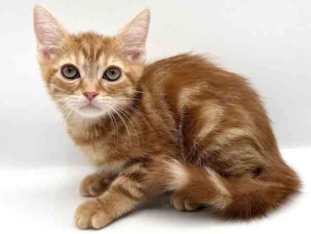 京都府のアメリカンショートヘアー (ひごペットフレンドリーイオンモール高の原店/2025年10月4日生まれ/男の子/レッドタビー)の子猫の3枚目の画像