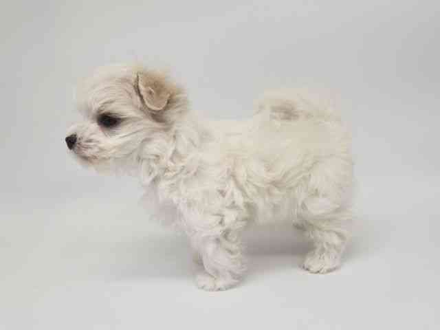 大阪府のマルチーズ (ひごペットフレンドリー泉ヶ丘店/2025年10月2日生まれ/男の子/ホワイト)の子犬の3枚目の画像