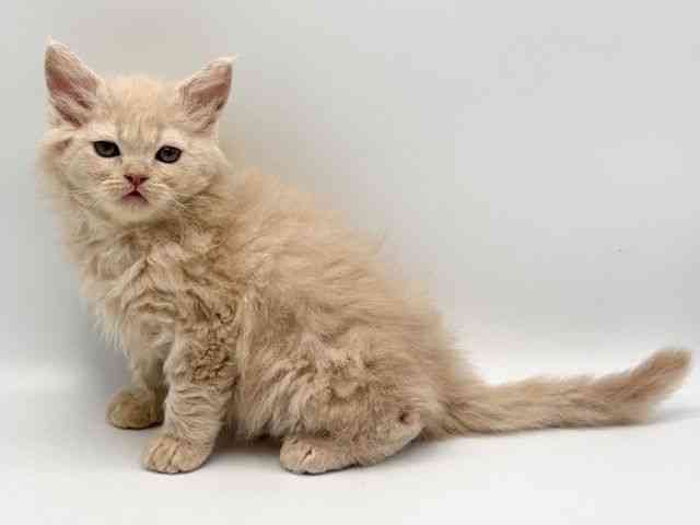 大阪府のセルカークレックス (ひごペットフレンドリーみのおキューズモール店/2025年10月6日生まれ/女の子/クリーム)の子猫の3枚目の画像