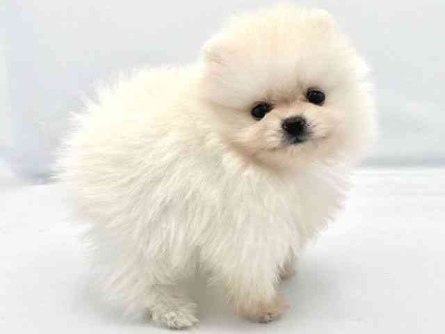 大阪府のポメラニアン (ひごペットフレンドリーイトーヨーカドー津久野店/2025年10月3日生まれ/女の子/ホワイト)の子犬の3枚目の画像