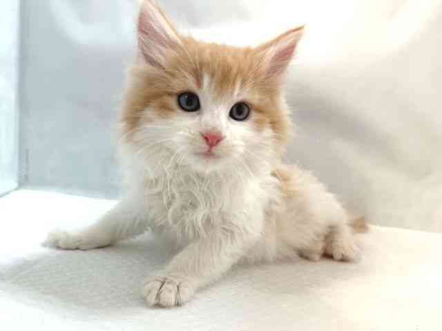 大阪府のノルウェージャンフォレストキャット (ひごペットフレンドリー堺プラットプラット店/2025年10月5日生まれ/男の子/レッドタビーホワイト)の子猫の3枚目の画像