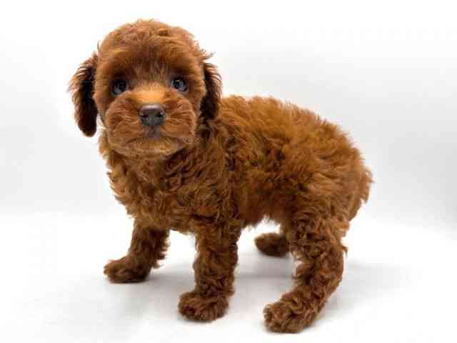 奈良県のトイプードル(トイ) (ひごペットフレンドリー田原本店/2025年10月2日生まれ/女の子/レッド)の子犬の3枚目の画像