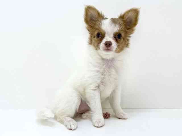 大阪府のチワワ(ロング) (ひごペットフレンドリーいこらもーる泉佐野店/2025年10月1日生まれ/女の子/ホワイトフォーン)の子犬の3枚目の画像