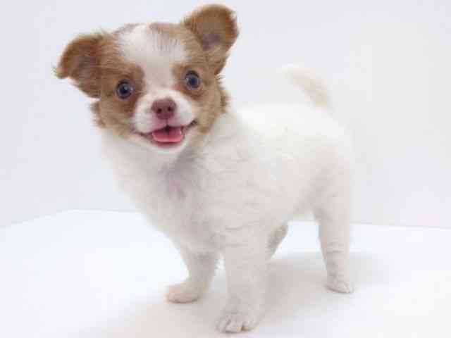 大阪府のチワワ(ロング) (ひごペットフレンドリーいこらもーる泉佐野店/2025年10月1日生まれ/女の子/ホワイトフォーン)の子犬の3枚目の画像