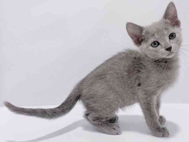 大阪府のロシアンブルー (ひごペットフレンドリーイズミヤショッピングセンター千里丘店/2025年10月4日生まれ/女の子/ブルー)の子猫の3枚目の画像