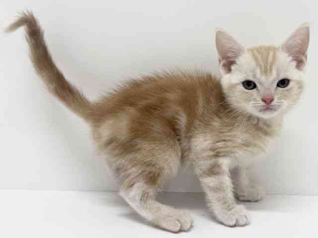 大阪府のアメリカンショートヘアー (ひごペットフレンドリーくずはモール店/2025年10月3日生まれ/男の子/クリームタビー)の子猫の3枚目の画像