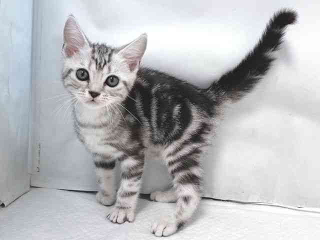 大阪府のアメリカンショートヘアー (ひごペットフレンドリー堺プラットプラット店/2025年10月5日生まれ/男の子/シルバータビー)の子猫の3枚目の画像