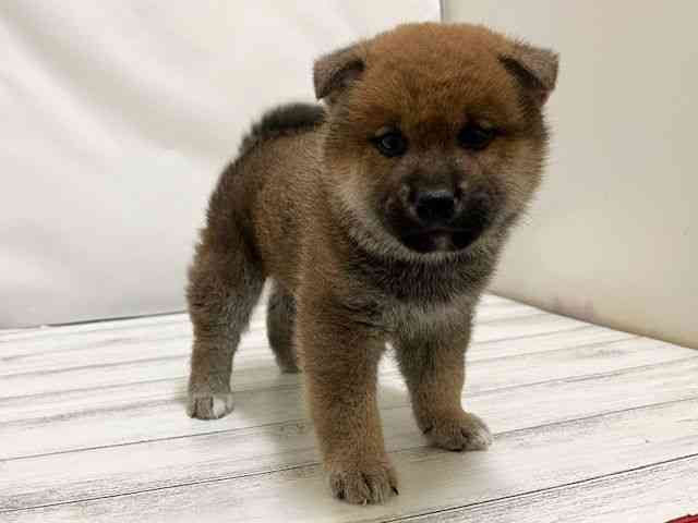 和歌山県の柴犬(標準サイズ) (ひごペットフレンドリーパームシティ和歌山店/2025年10月5日生まれ/男の子/赤)の子犬の3枚目の画像